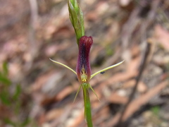 Cryptostylis hunteriana
