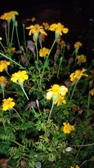 Tagetes erecta