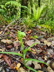 Pterostylis patens