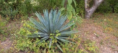 Agave macroacantha