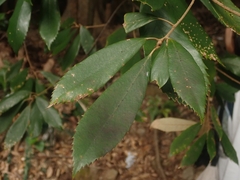 Quercus gilva