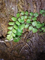 Blechnum filiforme