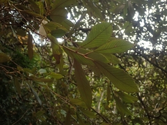 Quercus gilva