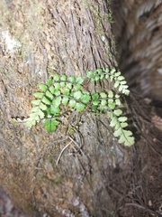 Blechnum filiforme