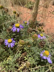 Erodiophyllum elderi