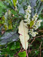 Quintinia serrata