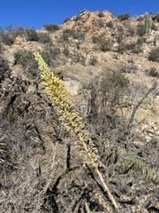 Agave schottii