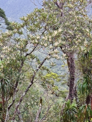 Quintinia serrata