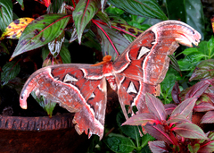 Attacus taprobanis