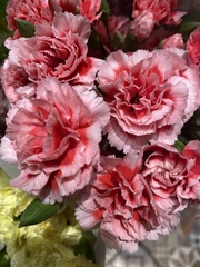 Dianthus caryophyllus