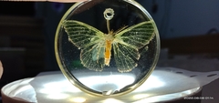 Lepidoptera