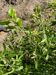 Terminalia oblongata