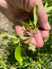 Terminalia oblongata