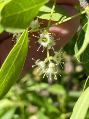 Terminalia oblongata