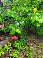 Hibiscus rosa-sinensis