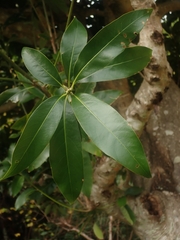 Lithocarpus edulis