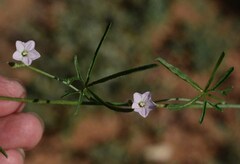 Convolvulus graminetinus