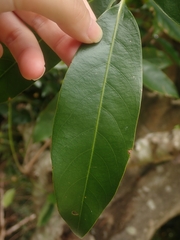 Lithocarpus edulis