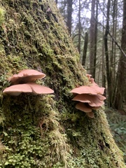 Scytinotus longinquus