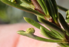 Eriophyes adenostomae