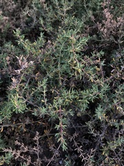 Frankenia salina