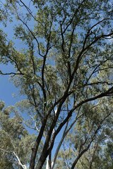 Eucalyptus coolabah × melanophloia