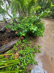 Hibiscus rosa-sinensis