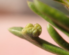 Eriophyes adenostomae