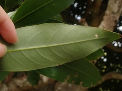 Lithocarpus edulis