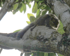 Funambulus tristriatus