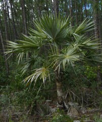 Leucothrinax morrisii