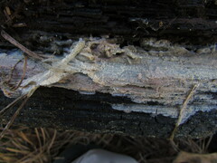 Radulomyces confluens