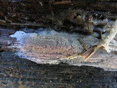 Radulomyces confluens