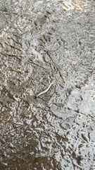 Spirobolellus immigrans