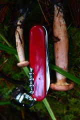 Lactarius substriatus
