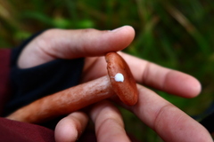 Lactarius substriatus