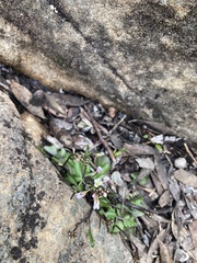 Cardamine franklinensis