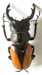 Odontolabis cuvera cuvera