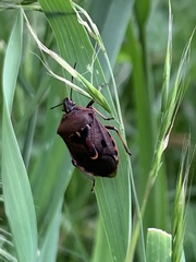 Cermatulus nasalis