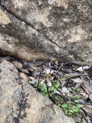 Cardamine franklinensis