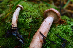 Lactarius substriatus