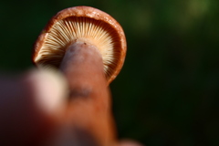 Lactarius substriatus