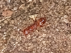 Acanthomyops