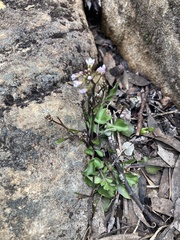 Cardamine franklinensis