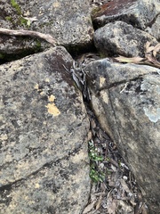 Cardamine franklinensis