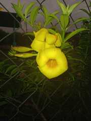 Allamanda schottii