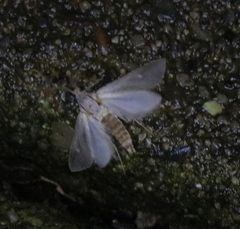 Acentria ephemerella