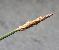 Eleocharis acuta