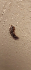 Dermestes