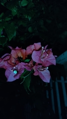 Bougainvillea spectabilis